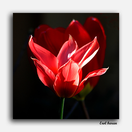 Tulpen in de tuin