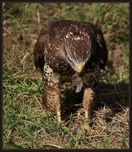 Buizerd..