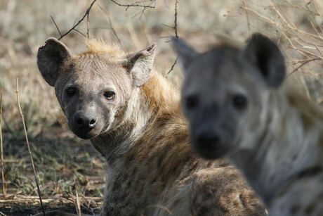 Hyena's