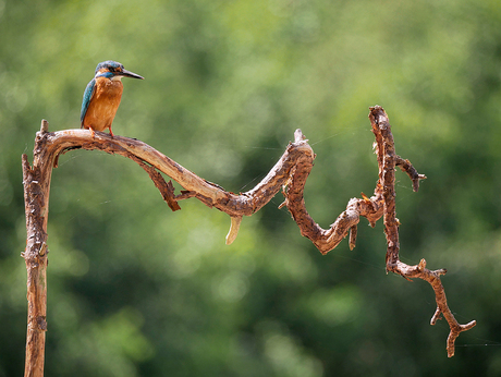 Ijsvogel