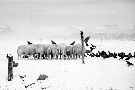 Texel, schapen en kraaien in de sneeuw