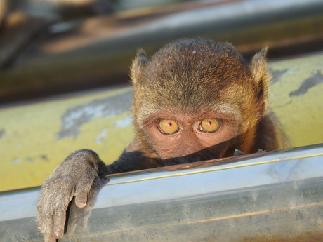 Wild monkey Thailand