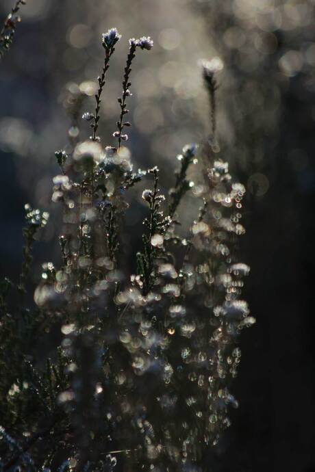 frozen flowers