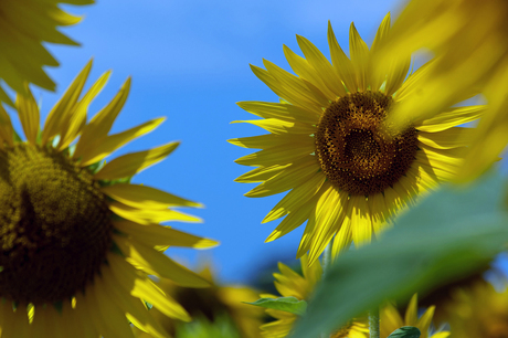 il girasole, la sensazione di vacanza