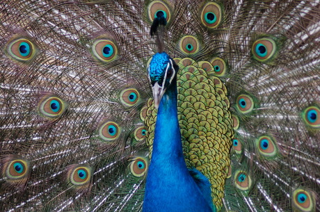 Pauw kinderboerderij 't Weidje-Wormer