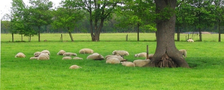 Slaperige schapen