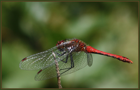 Bloedrode heidelibel