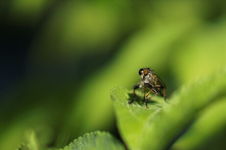 insect met ander insect in haar mond