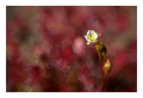 Sundew fairytale.......