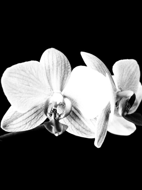 Orchidee