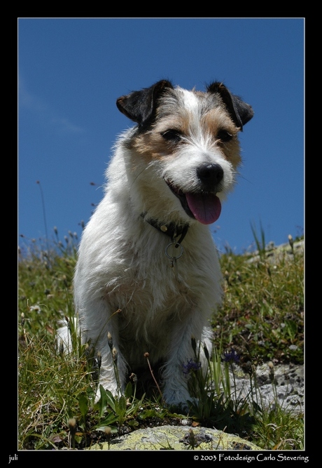 Heerlijk die alpenweide !!!!!