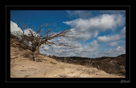 In de Duinen