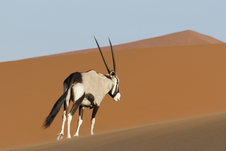 Gemsbok Namibie