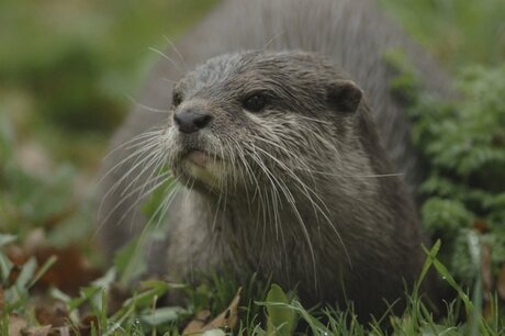 Europese Otter in natuurpark lelystad