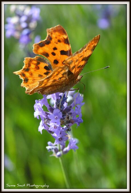 Vlinder op lavendel