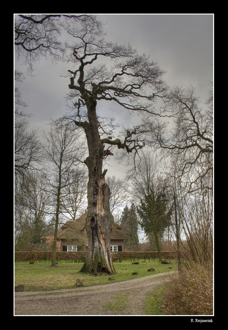 Beautiful tree