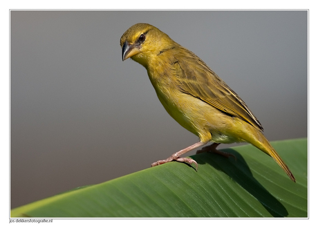 kenia bully canary