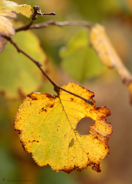 Echt herfst