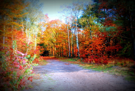 Herfst in het bos (Lomo-effect).jpg