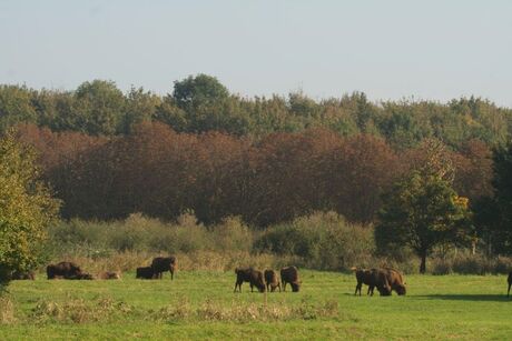 Natuurpark Lelystad