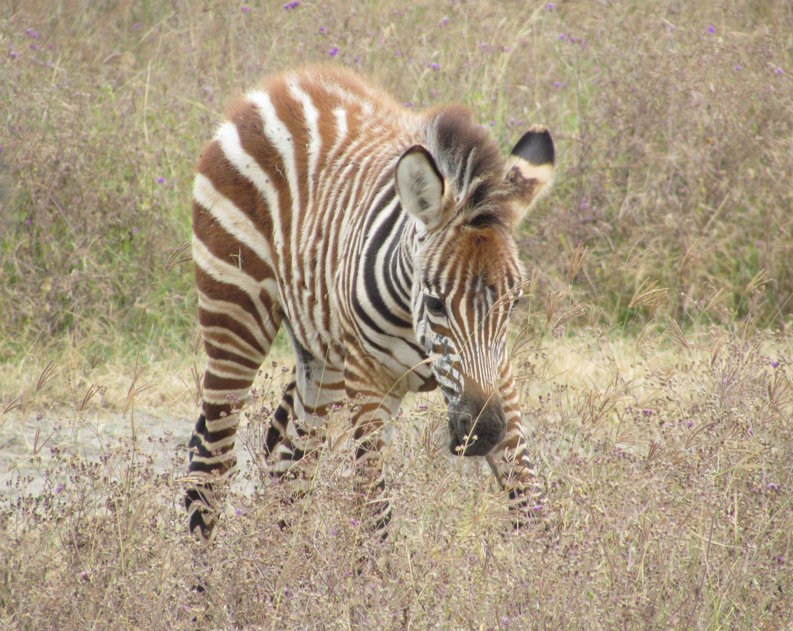 zebra - foto van Tazi28 - Dieren -