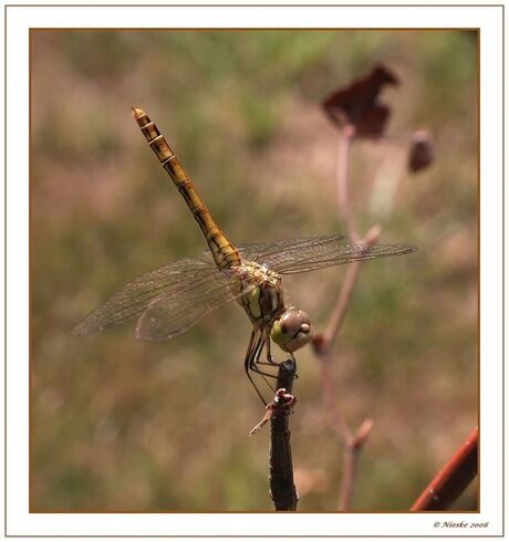 Libelle....handstand