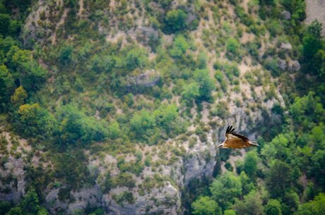 Gier bij Gorges du Verdon