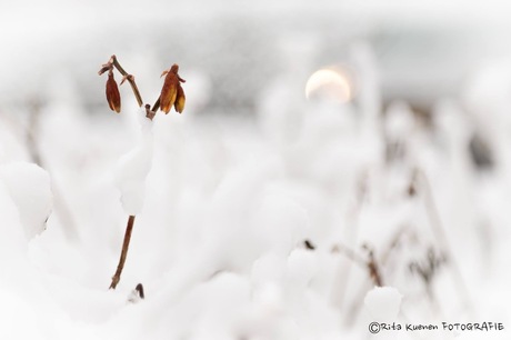 SnowFlower * SneeuwBloem