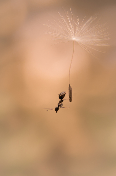 Parachute jumping ant