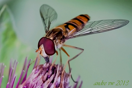 Sphaerophoria scripta. - Ook maar is een pogingen gewaagt om een macro foto te maken ..

 Het mannetje heeft een langgerekt lichaam, zonder verdikking, en een stomp lichaam - foto door zontomaatje op 19-08-2013