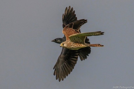 Kauw versus Torenvalk