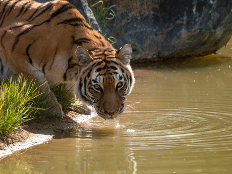 Drinking Tiger.jpg