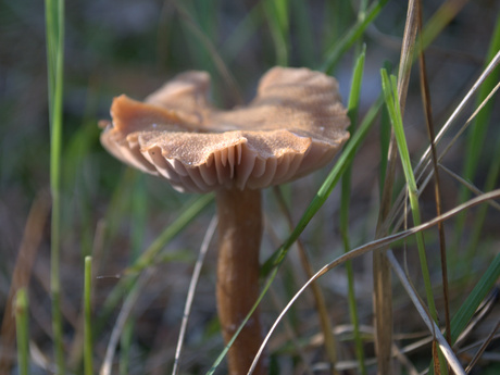 paddenstoel 1