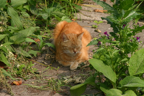 Onze kater Mickey