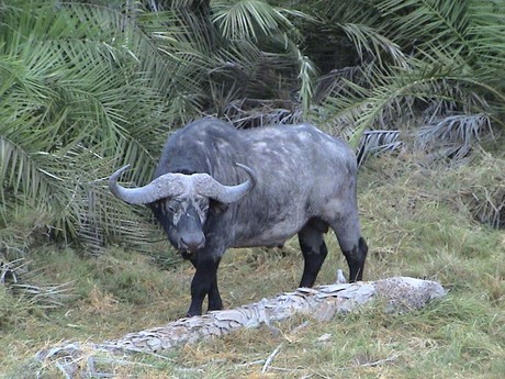 Waterbuffel / Kafferbuffel
