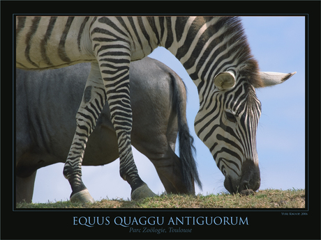 Equus quaggu antiguorum