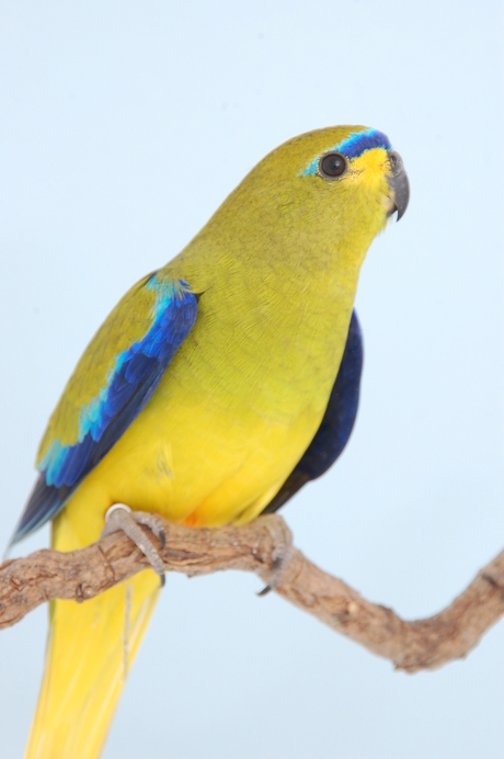 Neophema elegans - Elegantparkiet