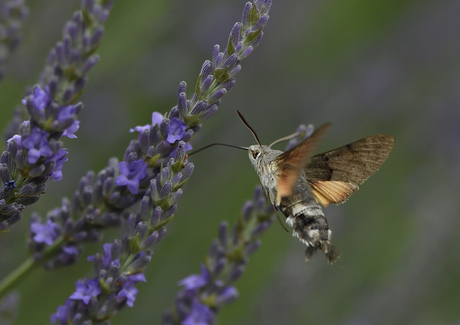 Kolibrievlinder - Meekrapvlinder
