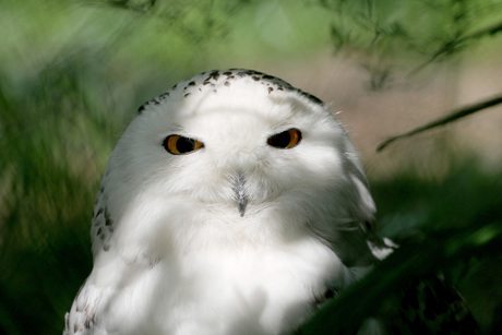 Witte uil #Dierenrijk