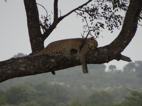 Luipaard slapend in het Paul Krugerpark