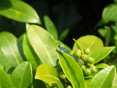 in de tuin