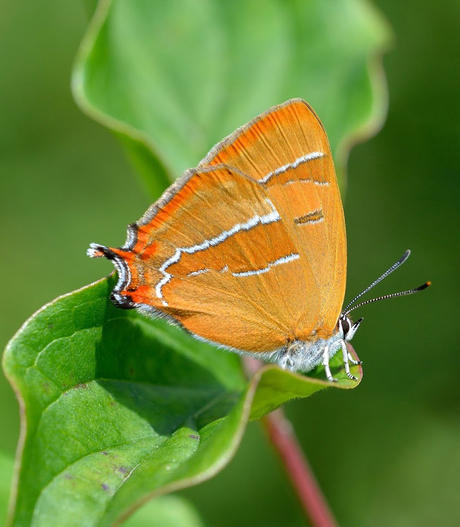 In de vlindertuin 1