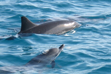 Dolfijn groot en klein