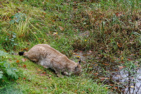 Lynx