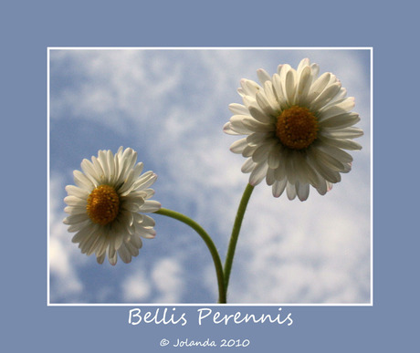 Bellis Perennis