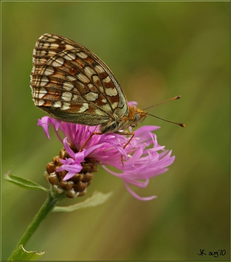 Argynnis (fabriciana) niobe