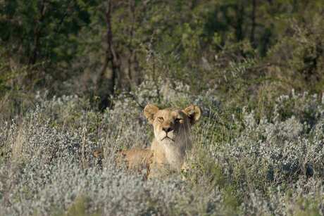 Leeuw in Etosha National Park
