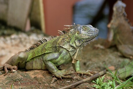 groene leguaan