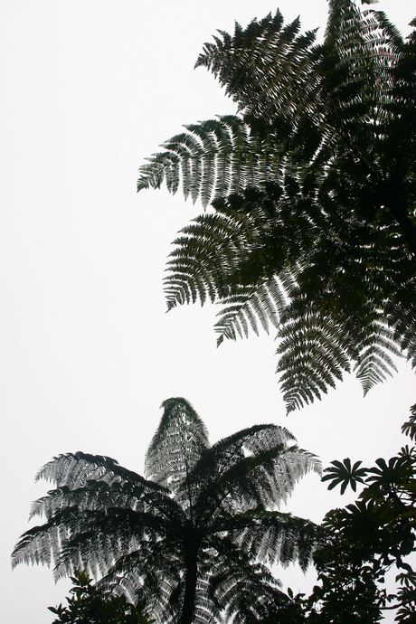 boomvarens Costa Rica
