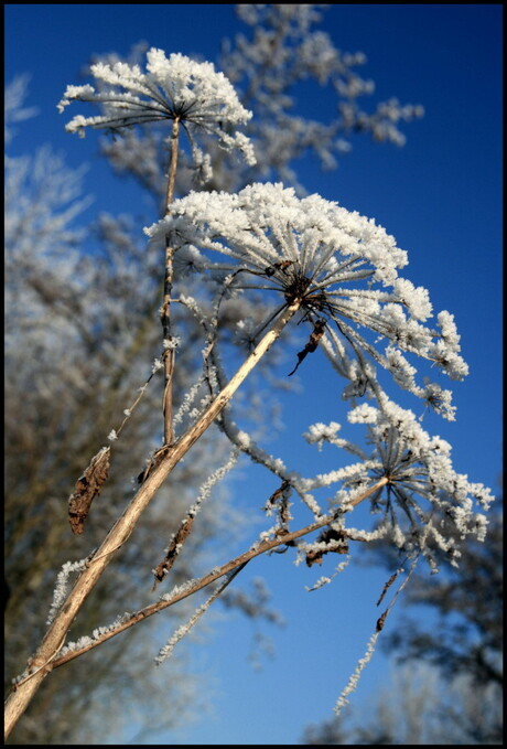 Winterse bloemen